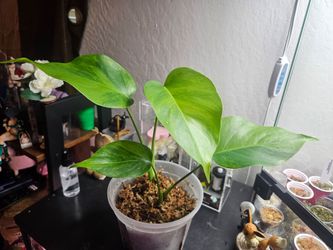 Monstera green on green