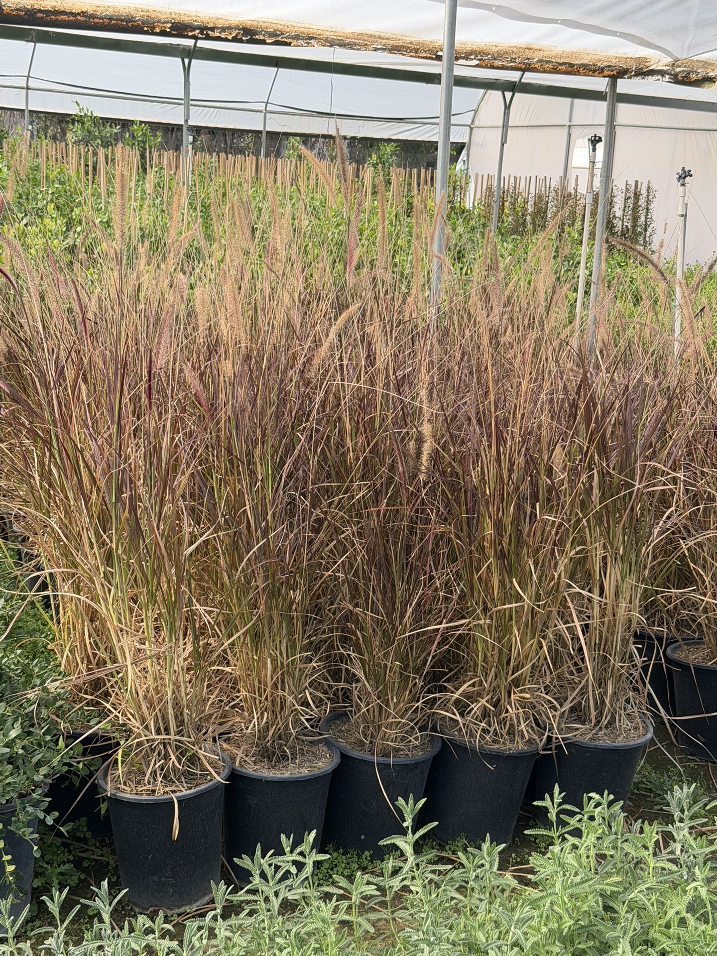 Purple Fountain Grass