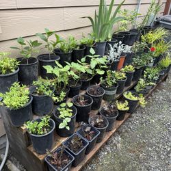 Perennial Plant