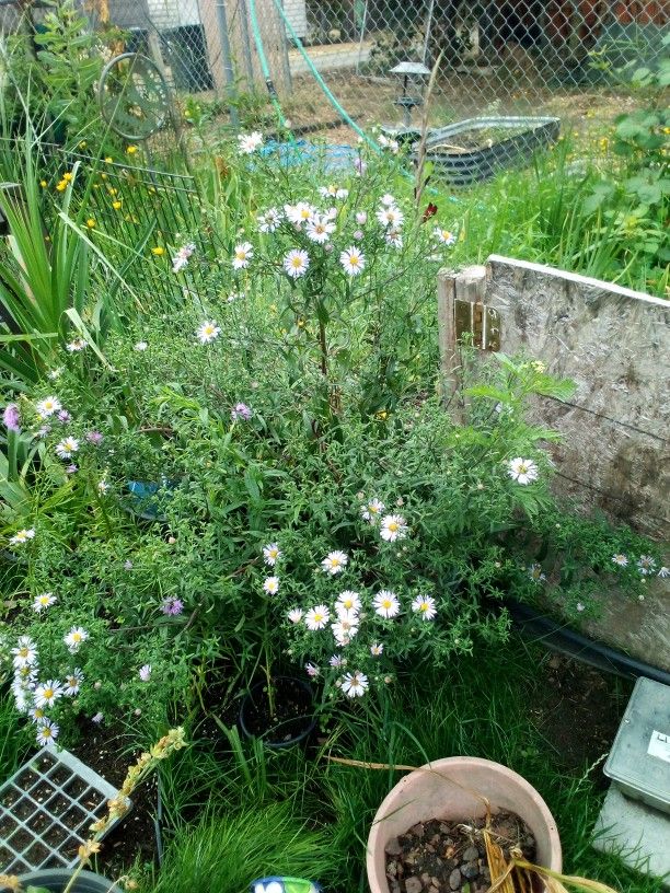 Huge Potted Aster Plant