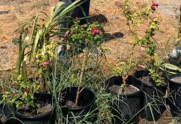 Plants