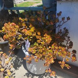 Money Tree Succulent Plant 