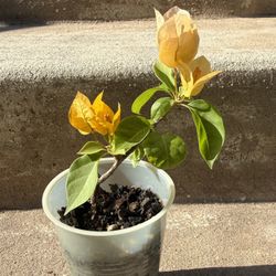 mini Bougainvillea Plant Blooming 