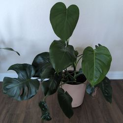 Beautiful Monstera Plant 