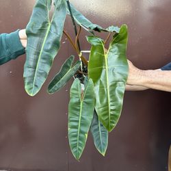 6” philodendron billietae 