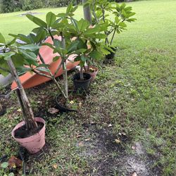 Plumeria Trees