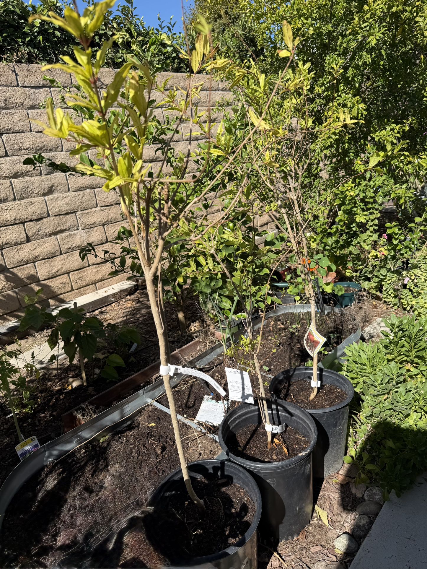 Ever sweet, sharp velvet and wonderful potted Pomegranate