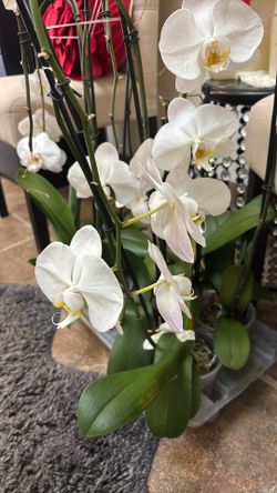 ORCHIDS