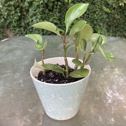 Small Baby Rubber Plant In Decorative Pot