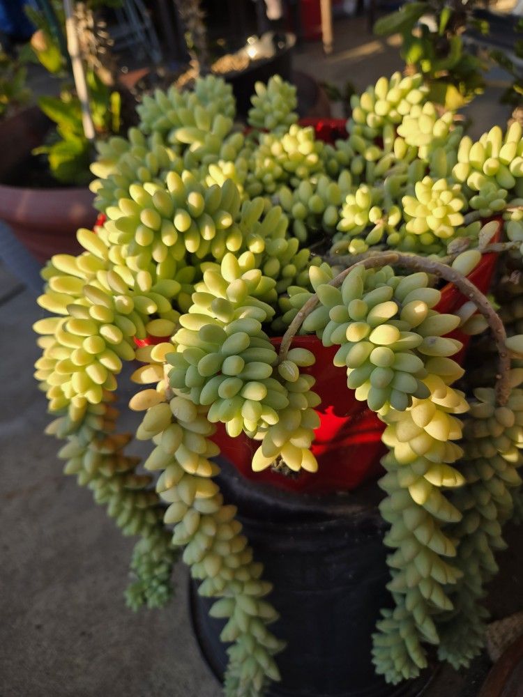 Donkey Tail_Big Pot