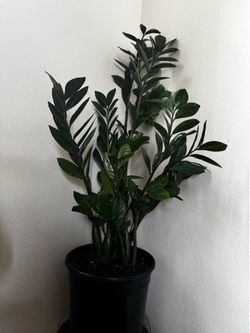 ZZ plant