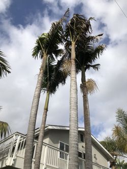 Four Trunk king palm
