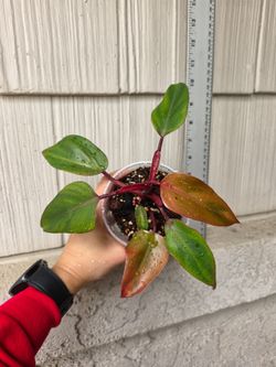 Philodendron Strawberry Shake Plant