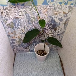 Jackfruit Live 1 Plants