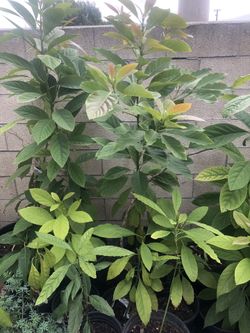 Avocado Tree 6ft