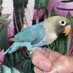 Blue Black Cheeked Lovebirds for sale
