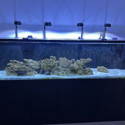 Fish Tank
