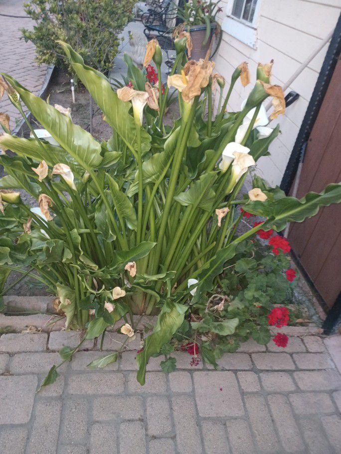 Tall Calla Lilies Free Couple Bulbs. 