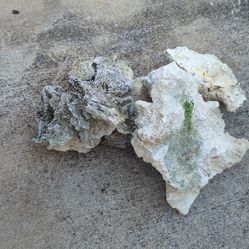 Aquarium live coral rocks