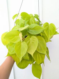 Philodendron Cordatum Neon Plant 6" Pot - Indoor House Plants