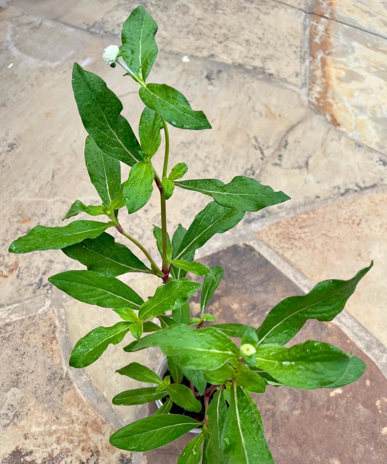 Globe Amaranth / Gomphrena Live Plant With Buds