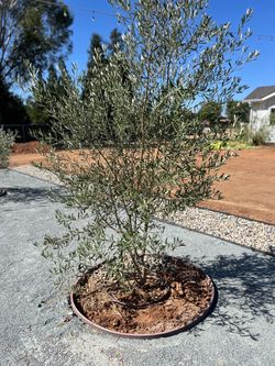 Olive tree 36” fruitless