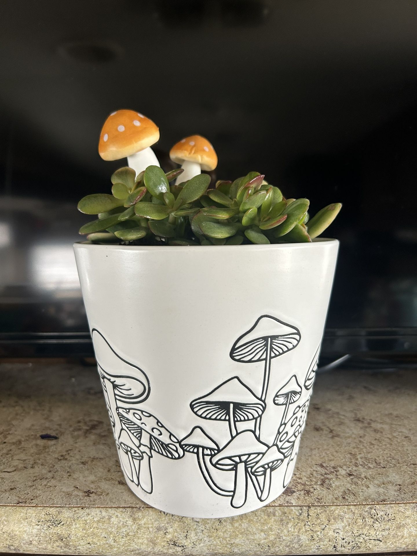 Beautiful Healthy Succulent In Cute Mushroom Pot