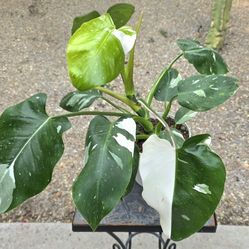 Phillodendron White Wizzard