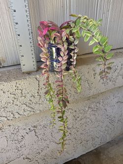 Bolero Bicolor Lipstick Plant