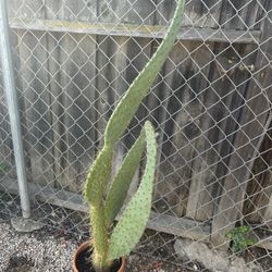 Cactus Plant In Pot