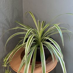 Spider Plant 
