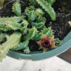 Huernia Plant