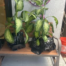 House Plants