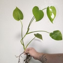 Monstera Delisiosa Rooted In Soil