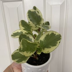 Beautiful Peperomia Obtusifolia Variegata Plant With Pot