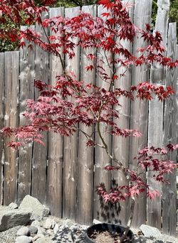 Japanese Maple Bloodgood