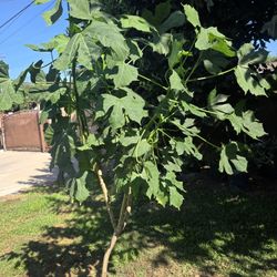 Chaya Plant Medesinal 