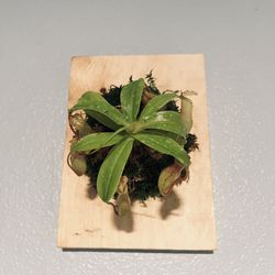 Mounted Pitcher Plant 🌱 Perfect For Gnats