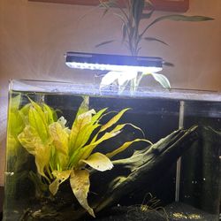 Aquarium 