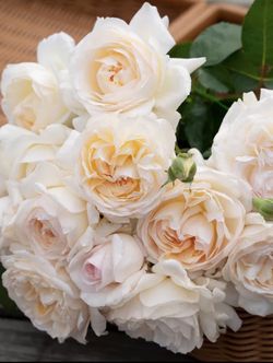 Rare Chinese Rose Plant-Moonlit Sand (Yue Long Sha)