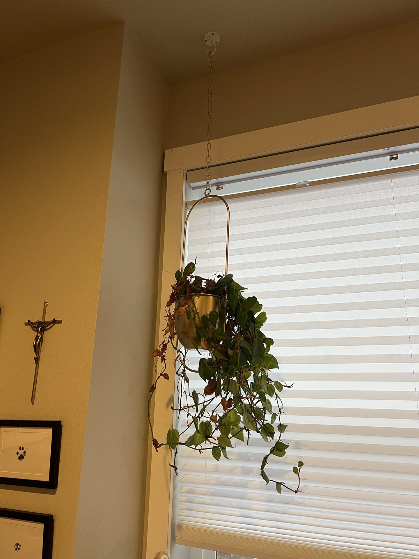 Hanging Plant