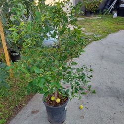 abolito de Limón mexicano del pequeñito.