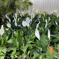 Peace Lily In 3 gls Pot. SPECIAL PRICE 🤩