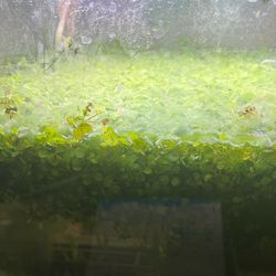 Salvinia Minima