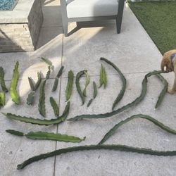 Dragon Fruit cuttings