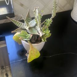 Euphorbia Ghost Succulent  Arrangements 7 Differents