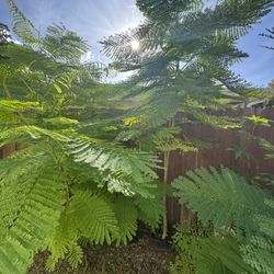 Royal Poinciana Tree 