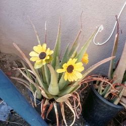 Aloe Vera Plants Moving Need Gone Today