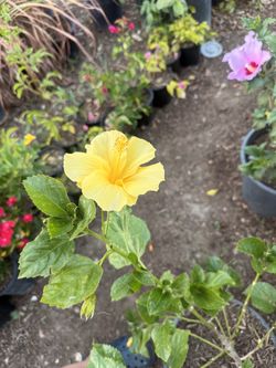 Hibiscus , roses Plant in Pot