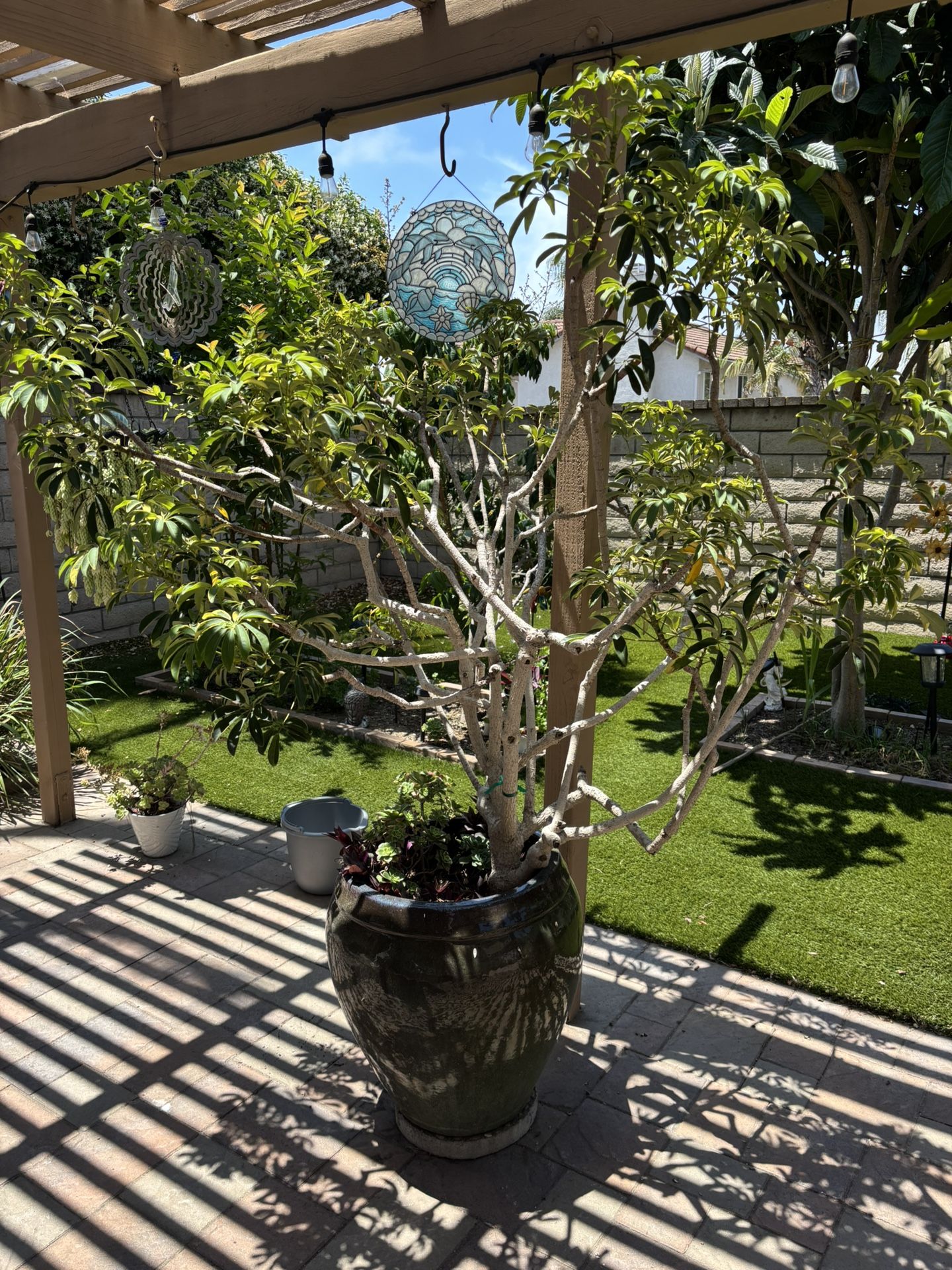 Large Potted Plant In Ceramic Pot